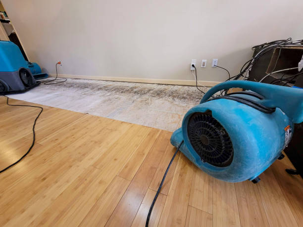 Professional Water Removal technician working in Trinity, FL